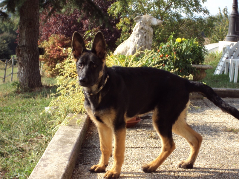 Ma chienne Malinois s'éclairci du poil  Dsc00210