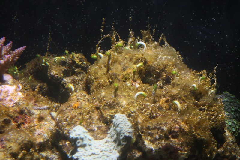 Cyanobactérie brune... Img_9410