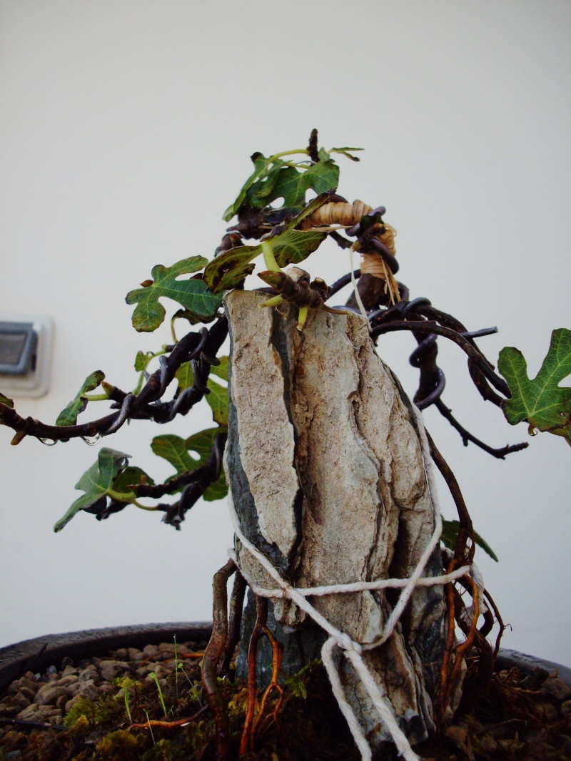 Ficus carica su roccia Imgp1115