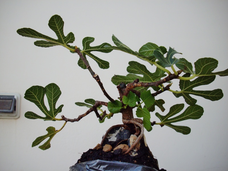 ficus - Ficus Carica su roccia 2 Imgp1119