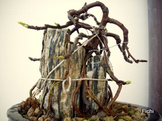 ficus - Ficus carica su roccia Imgp1327