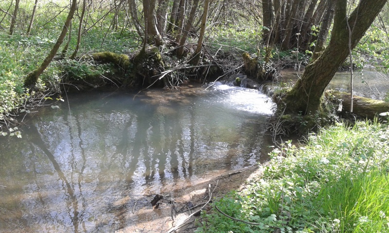 Sortie truite dans le nord meusien 20140424