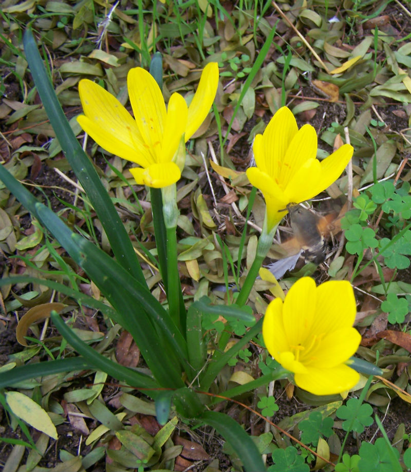 Un Automne Endiablé! Crocus10