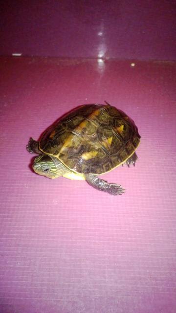 tout pour ma future tortue (Loouvea) 19000110