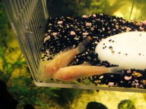 corydoras - corydoras albinos ( males ou femelle )  55910