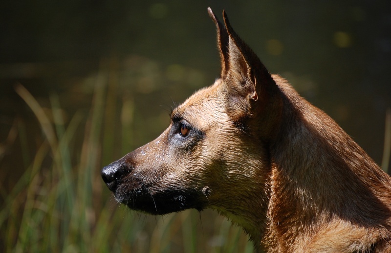 les pires truc qu'on ait dit de vos chiens ??? - Page 4 Dsc_0113