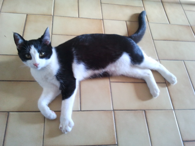 À adopter, Ilona, chaton (F) noire et blanche, 3 mois, FA dans le 04, [AEVANA] Downlo10