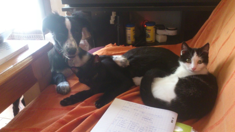 À adopter, Ildy, chaton (F) noire et blanche, 10 mois, en FA dans le 04, [AEVANA] Dsc_1516