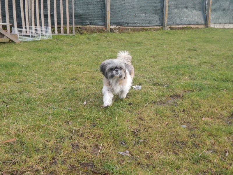 Cali - 7 ans - une toute mignonne shih-tzu ... Dscn1011