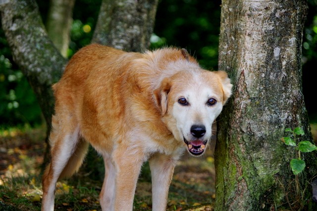 Louise, vieille x berger/griffon de plus de 10 ans Face10