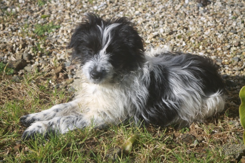 LILOU (ex Neptune), petite croisée border, née en oct 2013 Neptun10