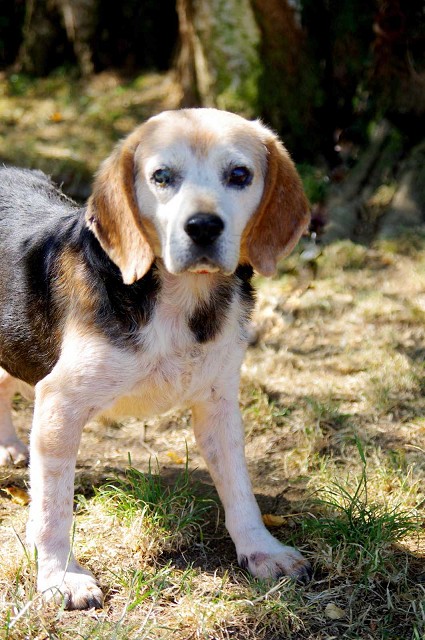 Berni, l'adorable beagle & Bobby, le gentil x caniche OU de Pontivy à l'Oasis ... Spa111