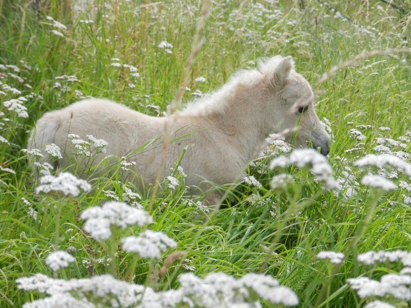 [Mai 2014] Les chevaux et les fleurs  Dscn3710