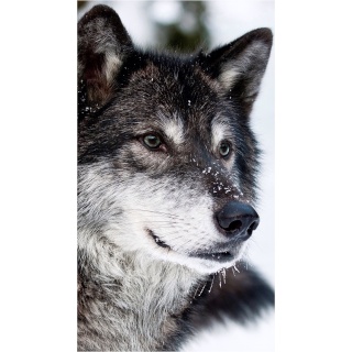 Raylen Farr |Werewolf| Image468