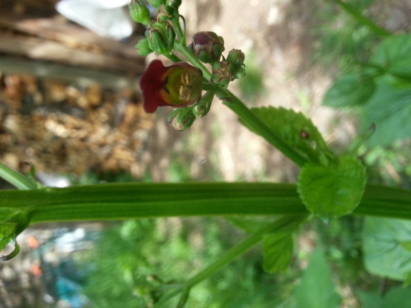 encore une: Scrophularia 20140525