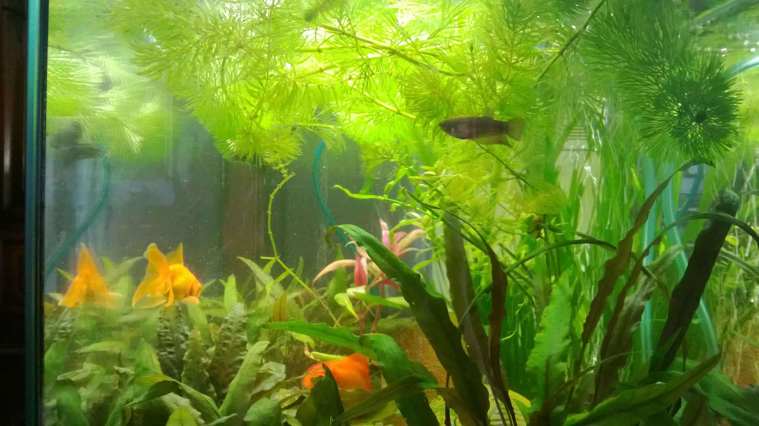 20L Betta Wp_20113