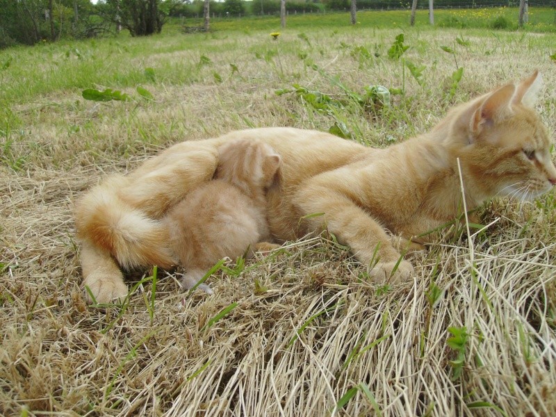 CHERCHE ASSO pour Prise en charge de 9 chatons (3 portées ) après sevrage, nés en avril 2014. Brioch10