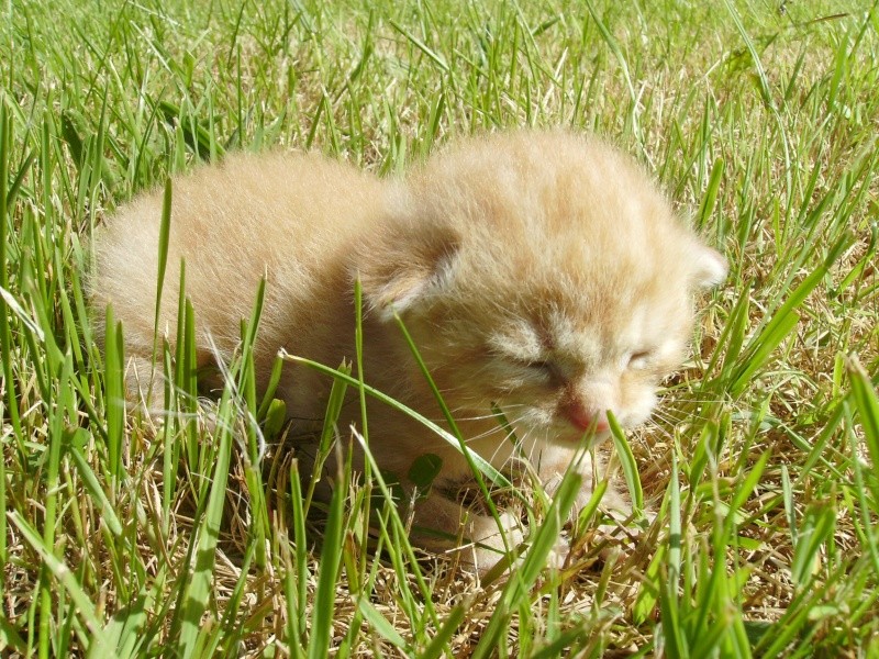 CHERCHE ASSO pour Prise en charge de 9 chatons (3 portées ) après sevrage, nés en avril 2014. Brioch13