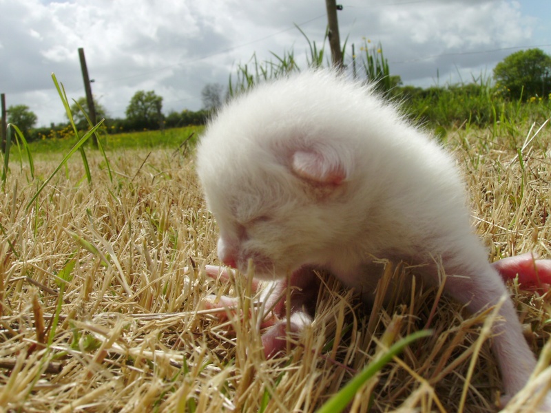 CHERCHE ASSO pour Prise en charge de 9 chatons (3 portées ) après sevrage, nés en avril 2014. Coco_110