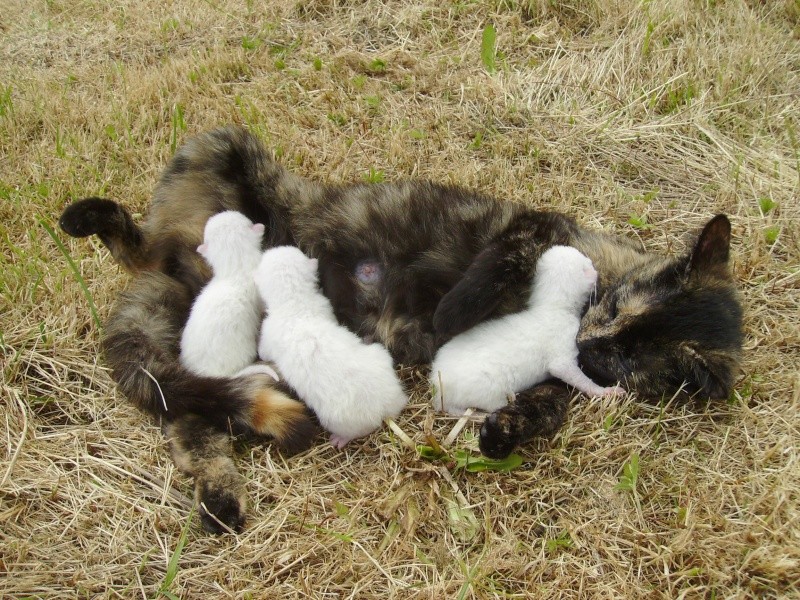 CHERCHE ASSO pour Prise en charge de 9 chatons (3 portées ) après sevrage, nés en avril 2014. Coco_e10
