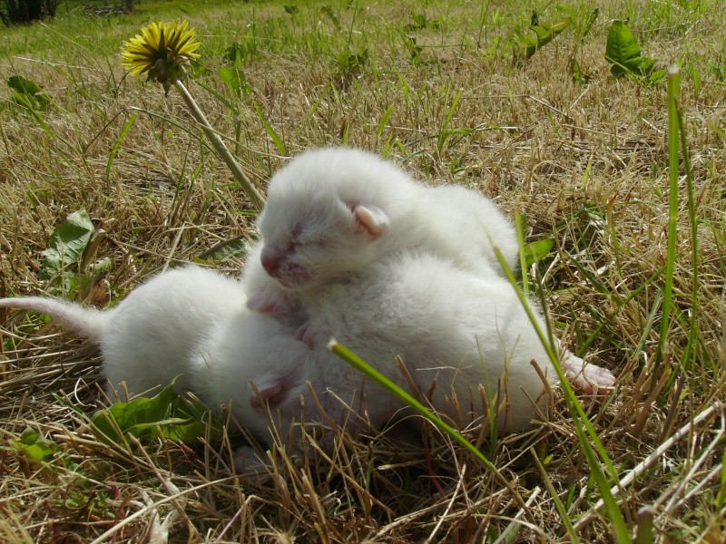 CHERCHE ASSO pour Prise en charge de 9 chatons (3 portées ) après sevrage, nés en avril 2014. Coco_p10