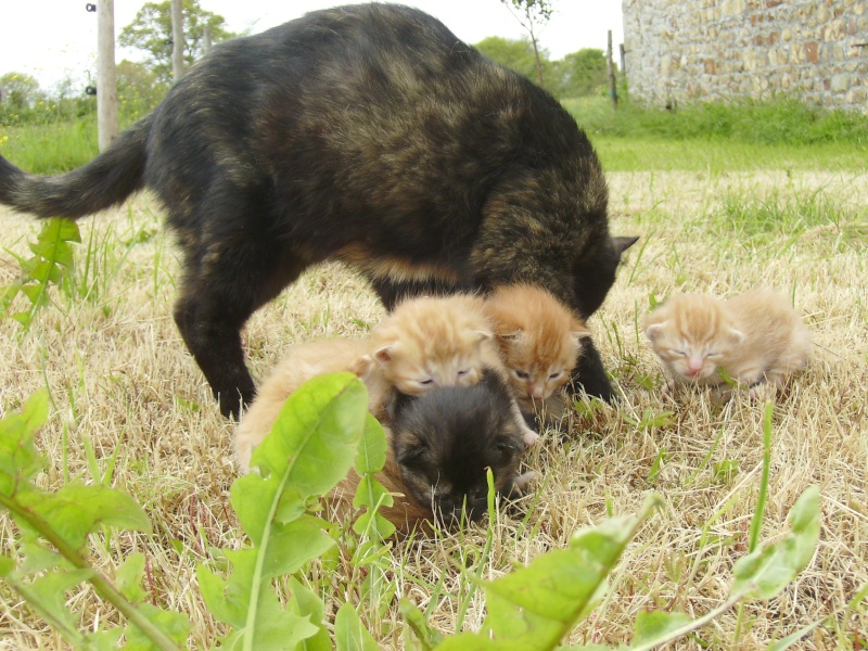 CHERCHE ASSO pour Prise en charge de 9 chatons (3 portées ) après sevrage, nés en avril 2014. Daisy_10