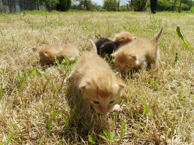 CHERCHE ASSO pour Prise en charge de 9 chatons (3 portées ) après sevrage, nés en avril 2014. Daisy_11
