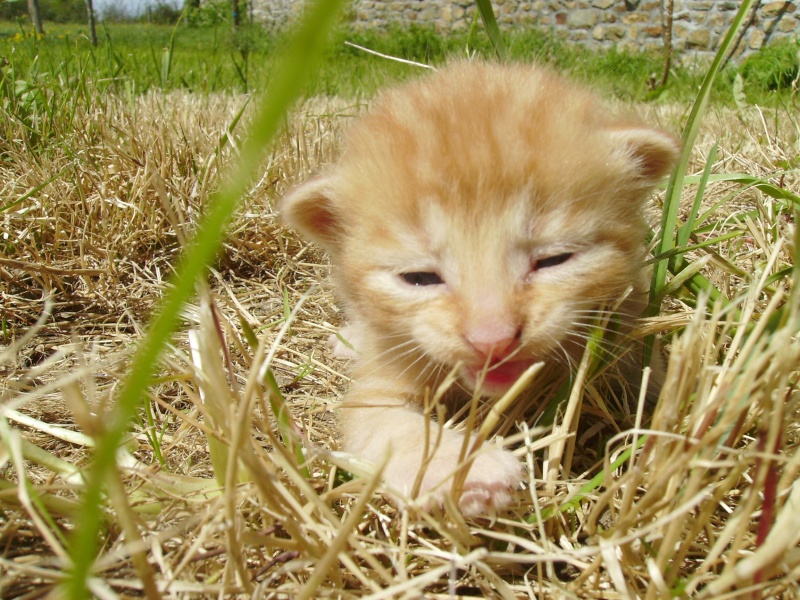 CHERCHE ASSO pour Prise en charge de 9 chatons (3 portées ) après sevrage, nés en avril 2014. Daisy_13