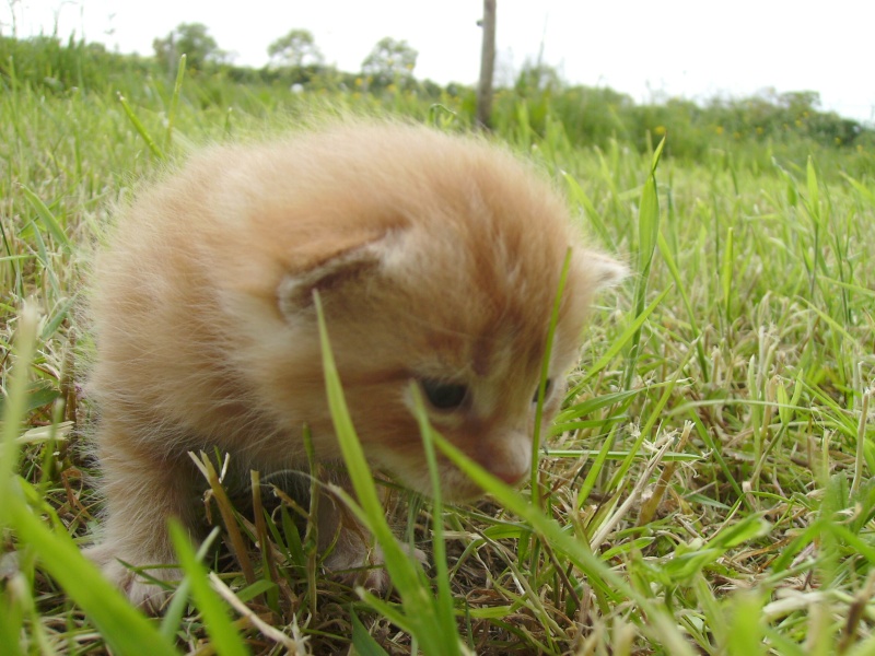 CHERCHE ASSO pour Prise en charge de 9 chatons (3 portées ) après sevrage, nés en avril 2014. Daisy_14