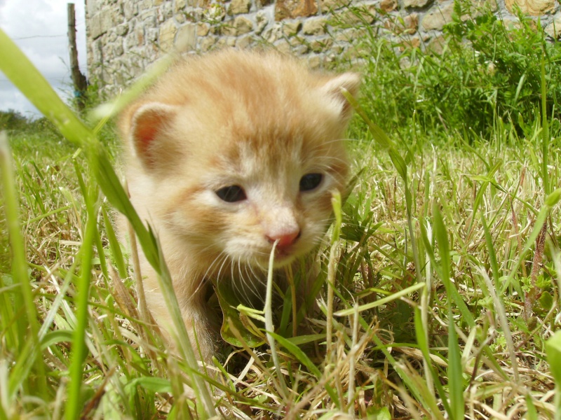 CHERCHE ASSO pour Prise en charge de 9 chatons (3 portées ) après sevrage, nés en avril 2014. Daisy_15