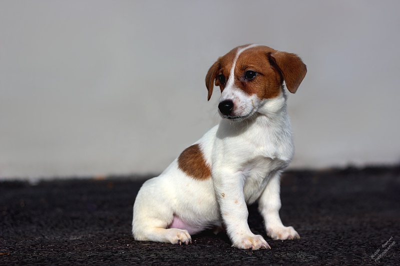 Jack Russel Terrier  Taf_0611