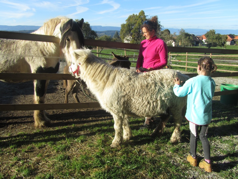 Dpt 65 : Wapi (ex : Démon), poney ONC. vient de s'envoler..... - Page 8 Img_1822