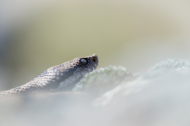 Vipera Aspis Atra _dsc0011