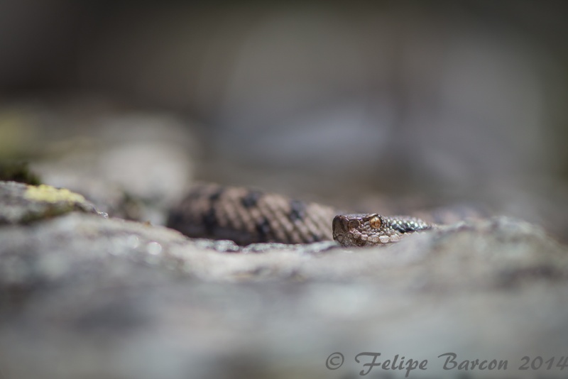 Vipera Aspis Atra _dsc0110