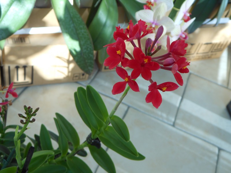 Epidendrum Ballerina 'Red' Epiden10