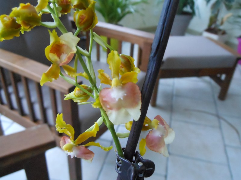 Oncidium hybride Oncidi10