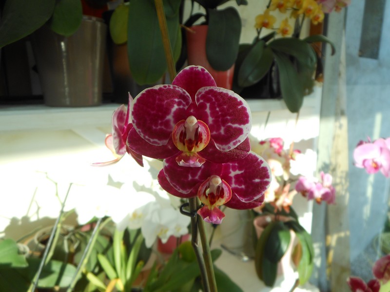 Re-floraison Phalaenopsis hybride MAJ 13/04/14 - Page 2 Phal_412