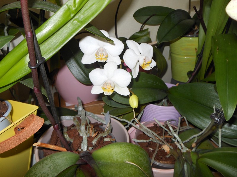 Re-floraison Phalaenopsis hybride MAJ 13/04/14 - Page 2 Phal_511