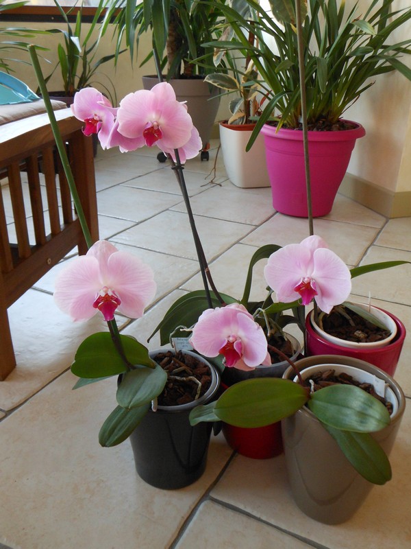 Re-floraison Phalaenopsis hybride MAJ 13/04/14 - Page 2 Phal_512