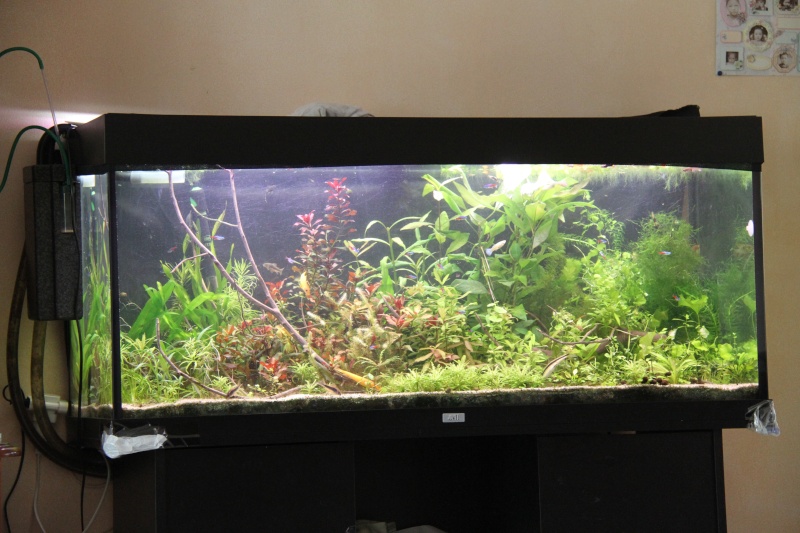 Présentation de mon aquarium (240L) Img_6410