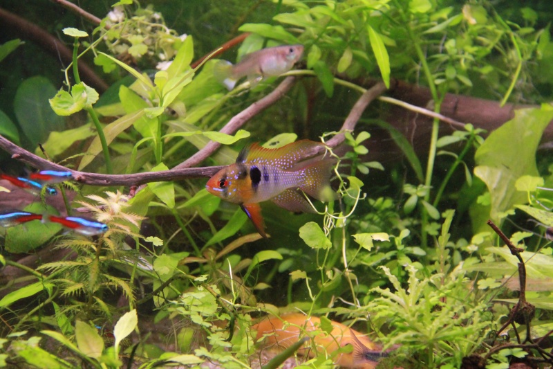 Présentation de mon aquarium (240L) Img_6411