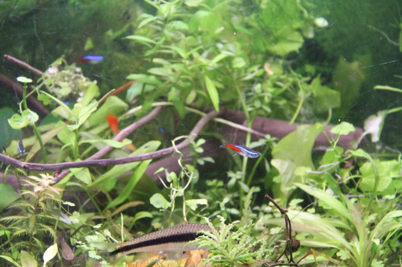 Présentation de mon aquarium (240L) Img_6415