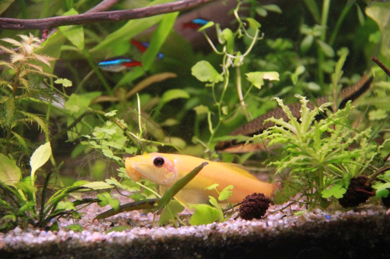 Présentation de mon aquarium (240L) Img_6419