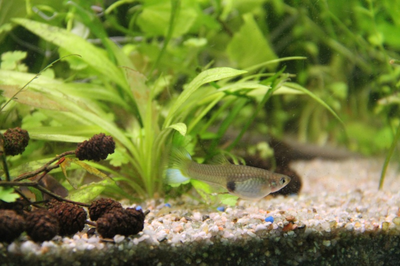 Présentation de mon aquarium (240L) Img_6420
