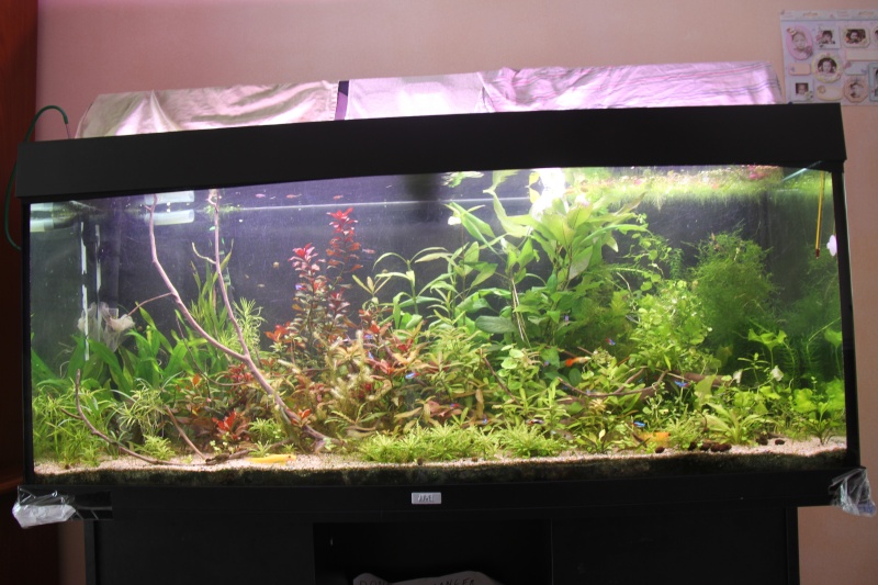 Présentation de mon aquarium (240L) Img_6426