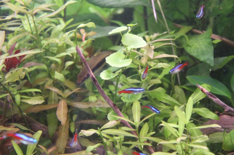Présentation de mon aquarium (240L) Img_6427
