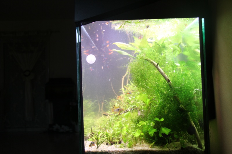 Présentation de mon aquarium (240L) Img_6433