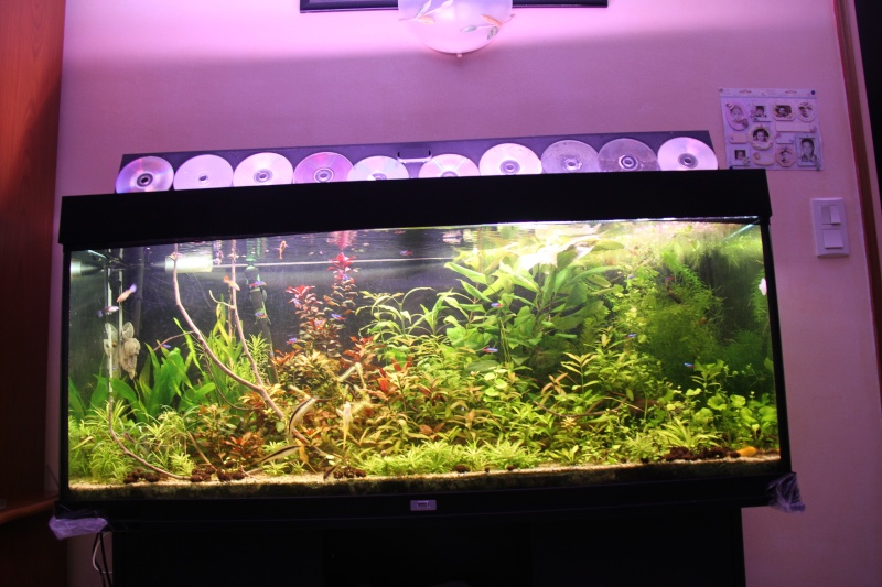 Présentation de mon aquarium (240L) Img_6513