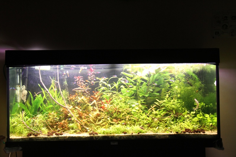 Présentation de mon aquarium (240L) Img_6514