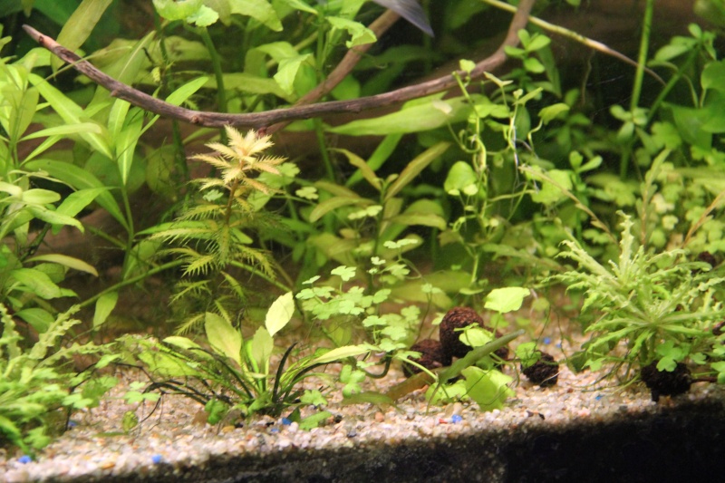 Présentation de mon aquarium (240L) Img_6518
